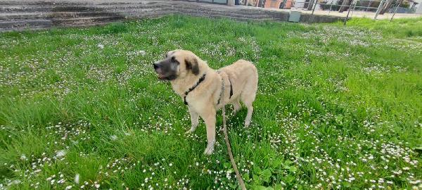 Hulk splendido simil Kangal dolcissimo cerca casa Foto 5